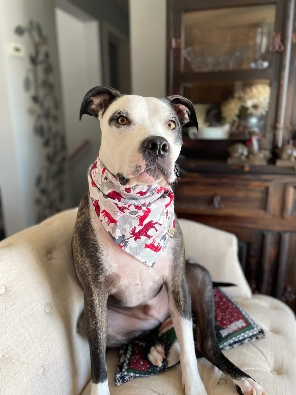Winter Silhouette Pet Bandana