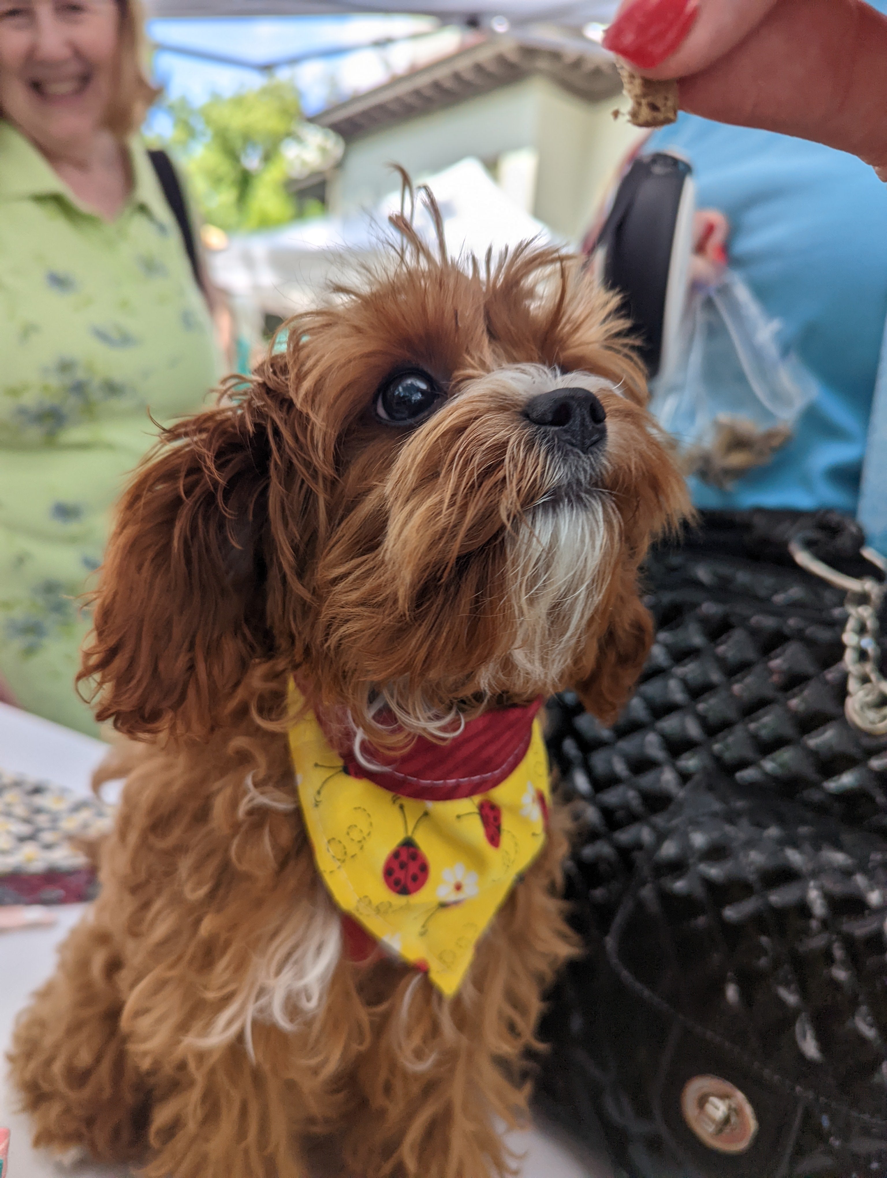 Little Ladybug Waltz Pet Bandana