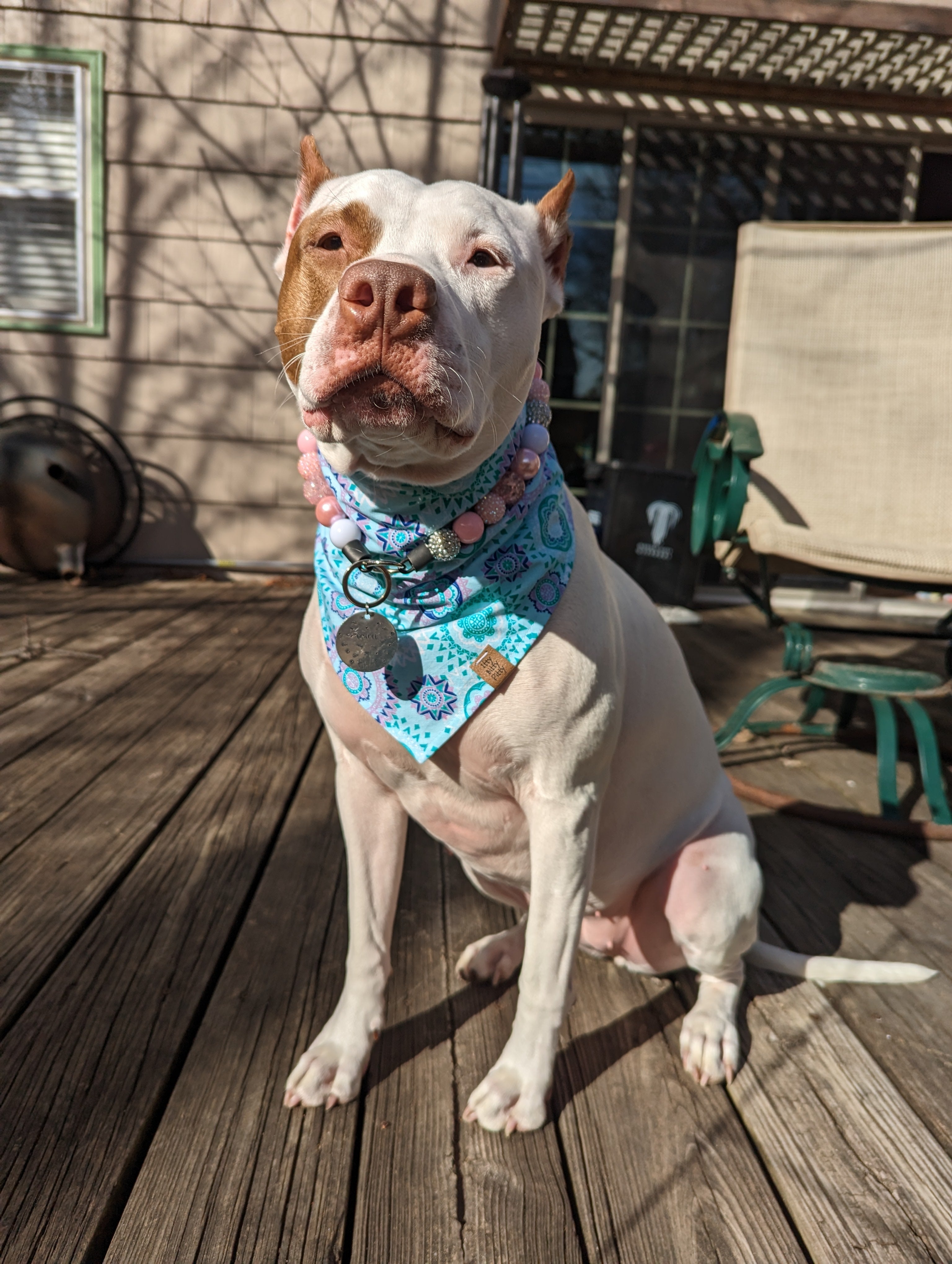 Aqua Mandala Pet Bandana