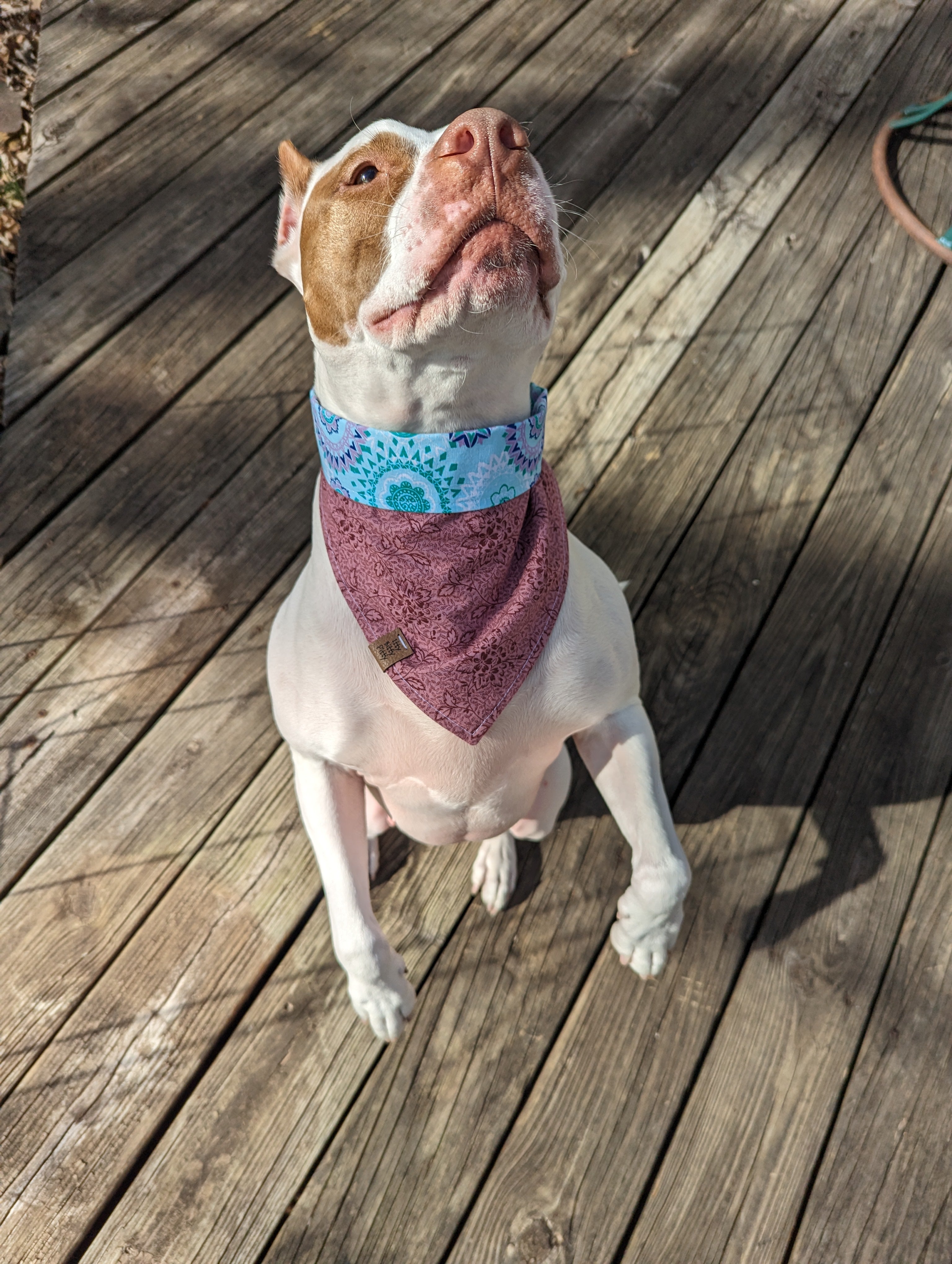 Aqua Mandala Pet Bandana