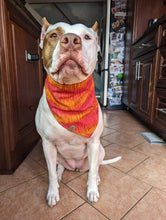 Load image into Gallery viewer, Sunset Floral Pet Bandana
