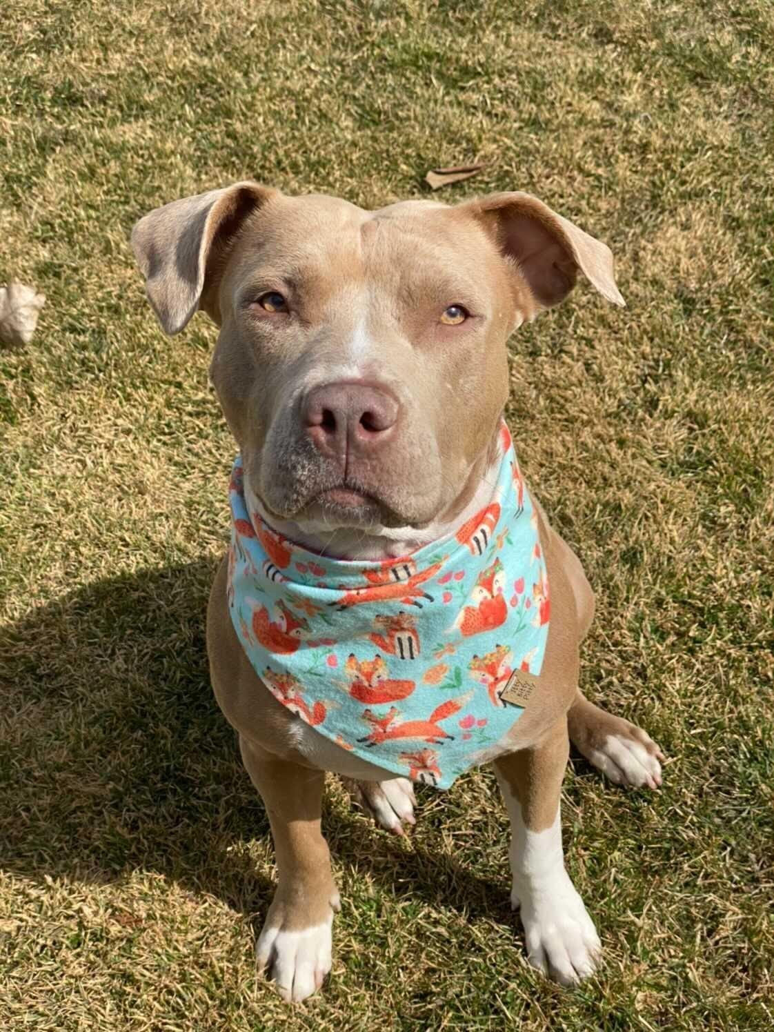 Floral Crown Fox Pet Bandana